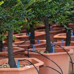 timed waterer-automatic-watering-system-04