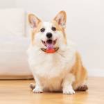 gps pet-tracker-ip67-waterproof-electronic-fence-dog-cat--04