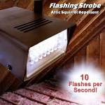 attic squirrel-repellent-06