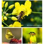 universal mobile-phone-macro-lens-03