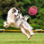 pet dog-flying-disc-eva-training-ring-with-double-handles-07