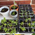 10 set-seed-trays-seedling-starter-kit-with-12-cells-per-tray-07