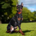 gps pet-tracker-ip67-waterproof-electronic-fence-dog-cat--11