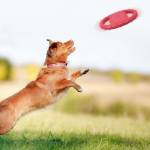 pet dog-flying-disc-eva-training-ring-with-double-handles-05